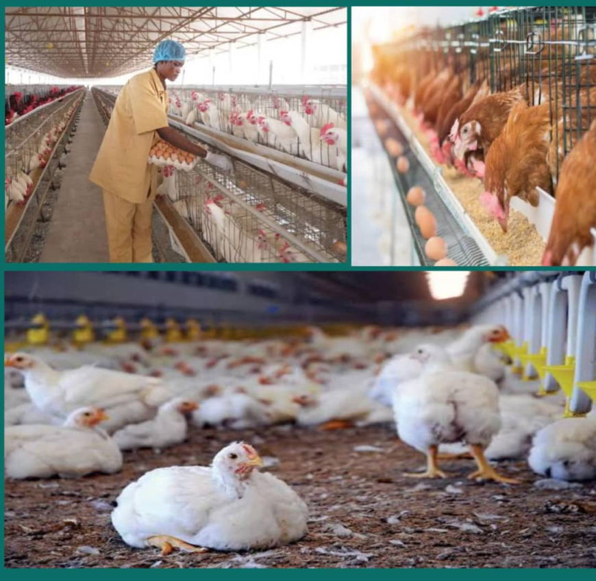 How to Start Poultry and Livestock Farming in Nigeria: 2025 Complete Business Guide