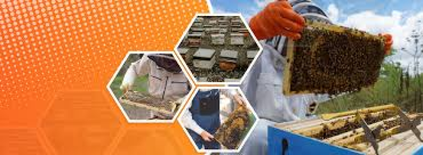 Beekeeping / Honey Production